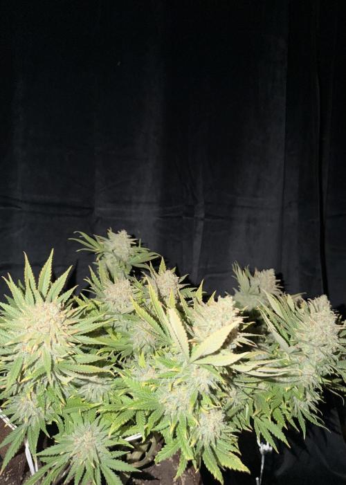 Amnesia Lemon  + Critical Widow. Week 12