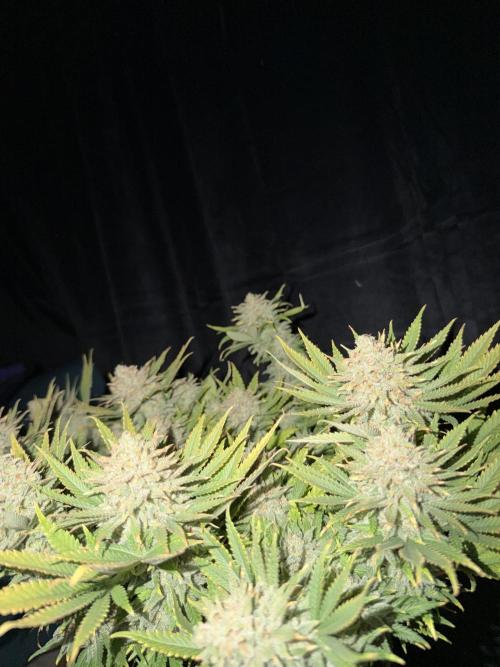 Amnesia Lemon  + Critical Widow. Week 12