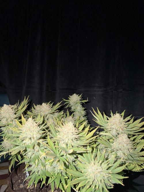 Amnesia Lemon  + Critical Widow. Week 12
