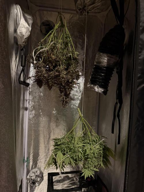 Amnesia Lemon  + Critical Widow. Week 13