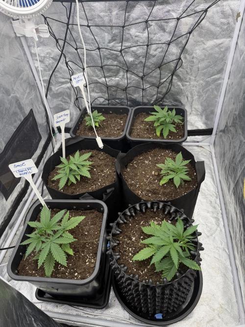 90x90 / 420 w / Mixed Strains. Week 3 - Day 18 (28 April)