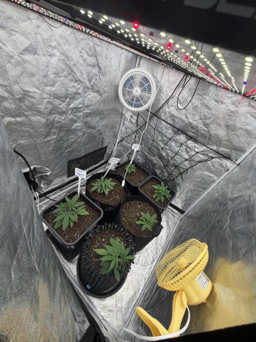 90x90 / 420 w / Mixed Strains. Week 3