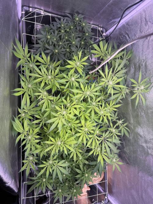 Mix  SL DWC 34 l /  GMOC Soil 12l 🌊vs??. Week 8 - Day 54 (28 April) 