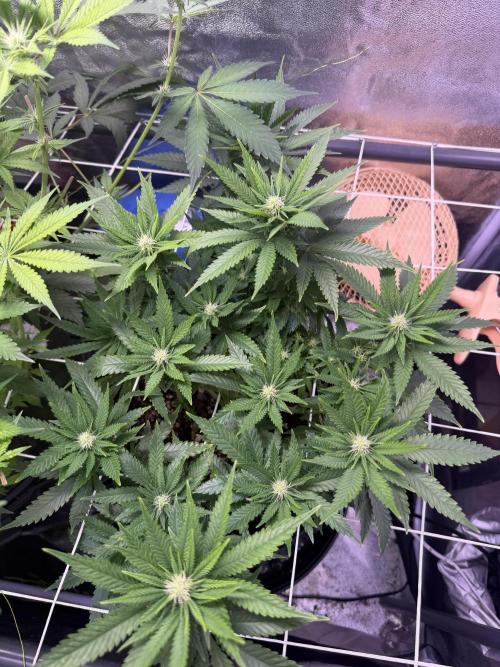 Mix  SL DWC 34 l /  GMOC Soil 12l 🌊vs??. Week 8
