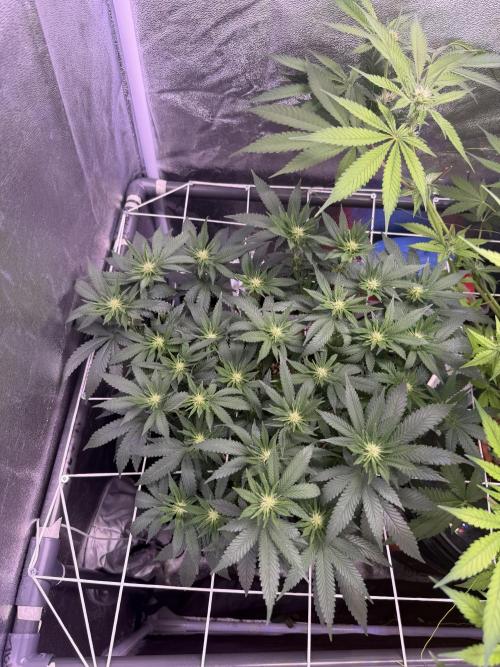 Mix  SL DWC 34 l /  GMOC Soil 12l 🌊vs??. Week 8