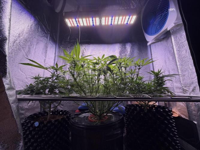 Mix  SL DWC 34 l /  GMOC Soil 12l 🌊vs??. Week 8