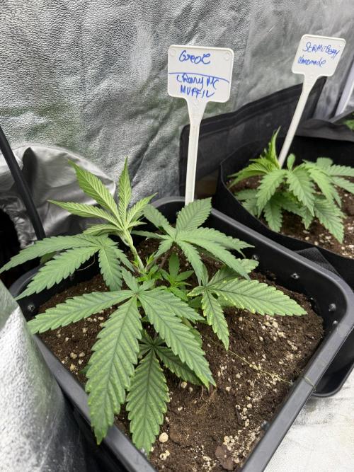 90x90 / 420 w / Mixed Strains. Week 3