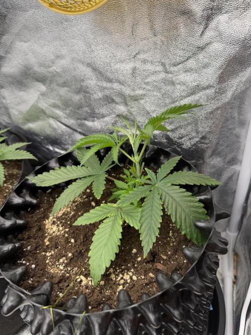 90x90 / 420 w / Mixed Strains. Week 3