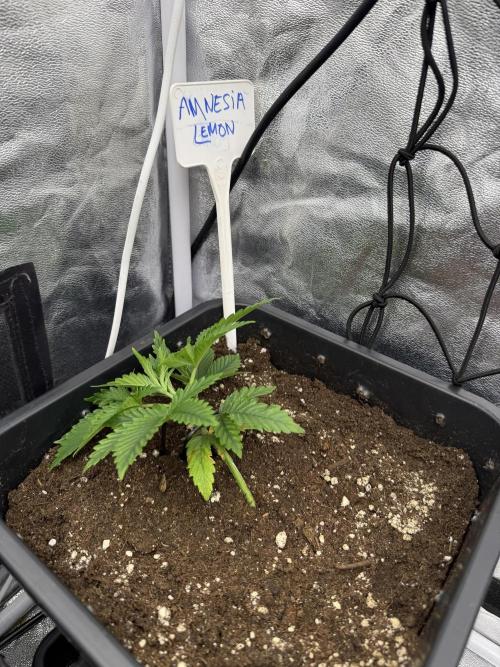 90x90 / 420 w / Mixed Strains. Week 3