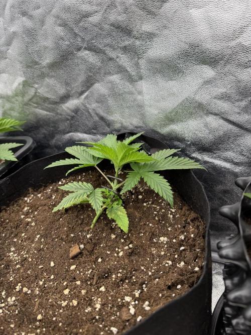 90x90 / 420 w / Mixed Strains. Week 3
