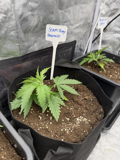 90x90 / 420 w / Mixed Strains. Week 3