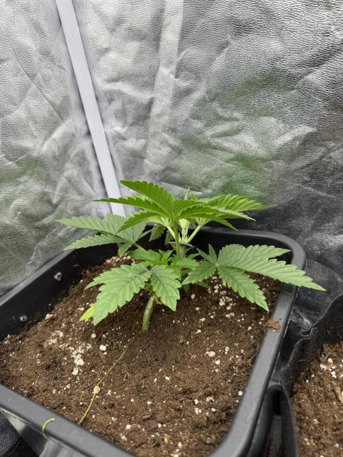 90x90 / 420 w / Mixed Strains. Week 3
