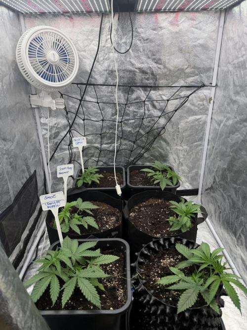 90x90 / 420 w / Mixed Strains. Week 3 - Day 20 (30 April)