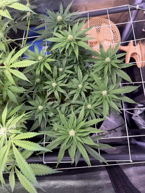 Mix  SL DWC 34 l /  GMOC Soil 12l 🌊vs??. Week 8 - Day 57 (01 April)