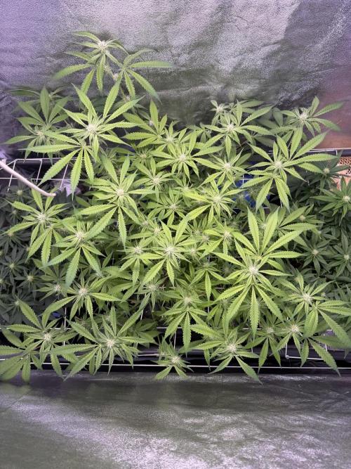 Mix  SL DWC 34 l /  GMOC Soil 12l 🌊vs??. Week 8