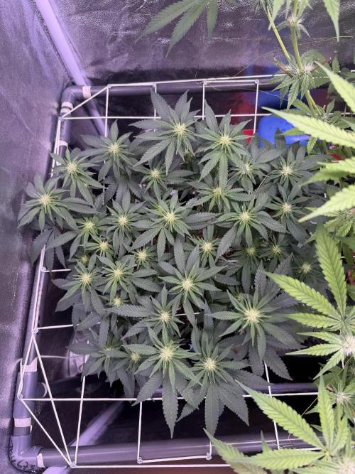 Mix  SL DWC 34 l /  GMOC Soil 12l 🌊vs??. Week 8
