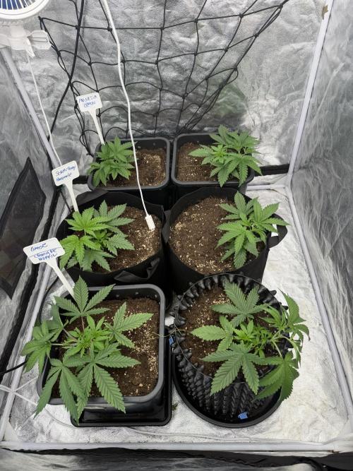90x90 / 420 w / Mixed Strains. Week 3