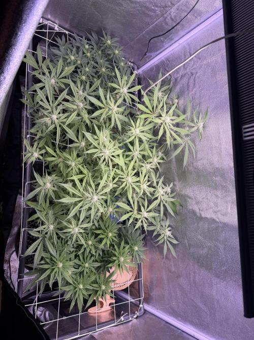 Mix  SL DWC 34 l /  GMOC Soil 12l 🌊vs??. Week 8 - Day 59 (03 April)