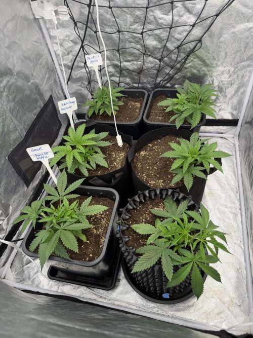 90x90 / 420 w / Mixed Strains. Week 3 - Day 23 (03 April)