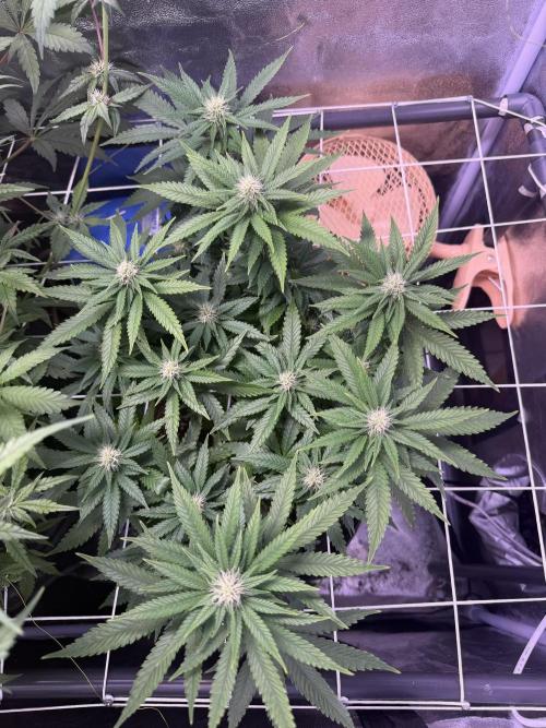 Mix  SL DWC 34 l /  GMOC Soil 12l 🌊vs??. Week 8 - Day 61 (05 April)