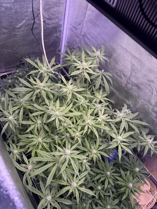 Mix  SL DWC 34 l /  GMOC Soil 12l 🌊vs??. Week 8
