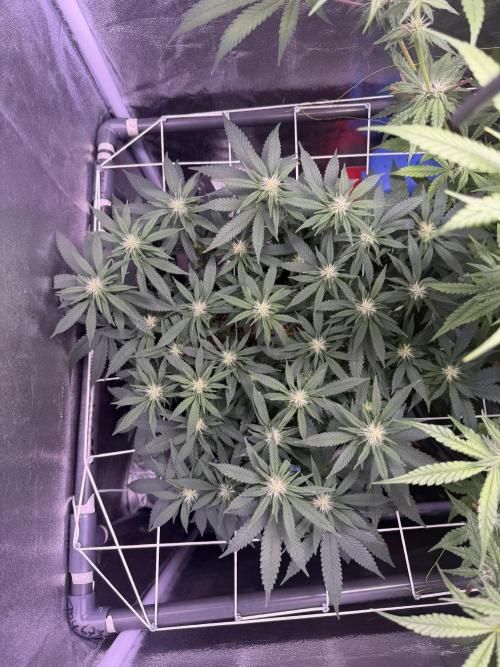 Mix  SL DWC 34 l /  GMOC Soil 12l 🌊vs??. Week 8