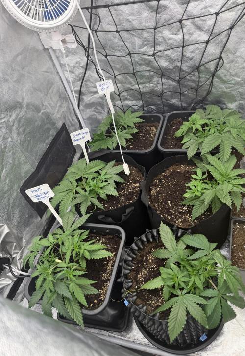 90x90 / 420 w / Mixed Strains. Week 3