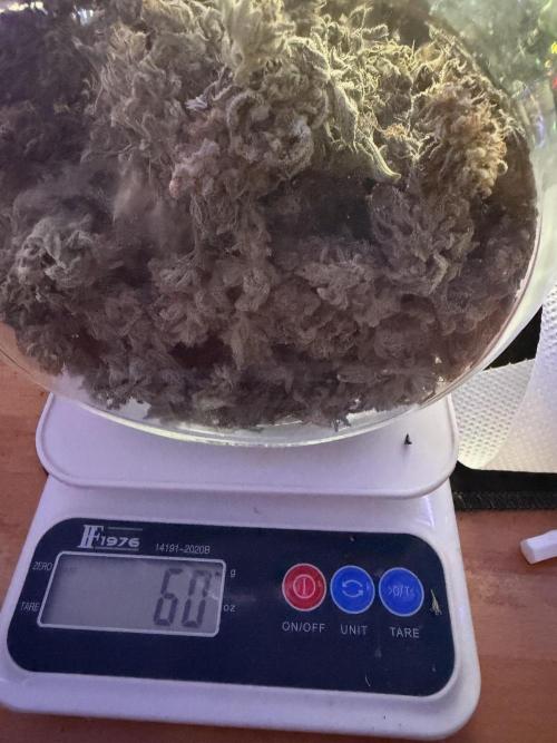 Amnesia Lemon  + Critical Widow. Week 13