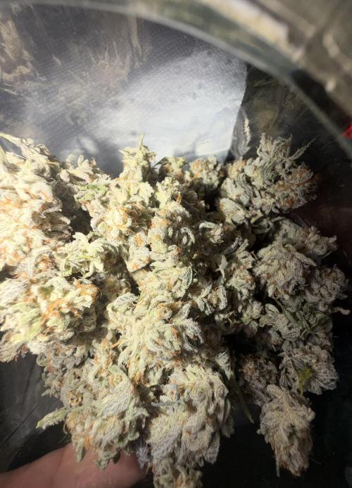 Amnesia Lemon  + Critical Widow. Week 13