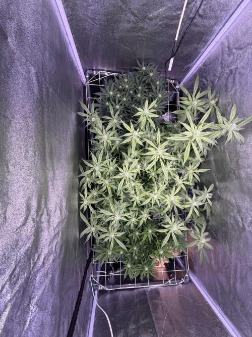 Mix  SL DWC 34 l /  GMOC Soil 12l 🌊vs??. Week 9 - Day 62 (06 May)
