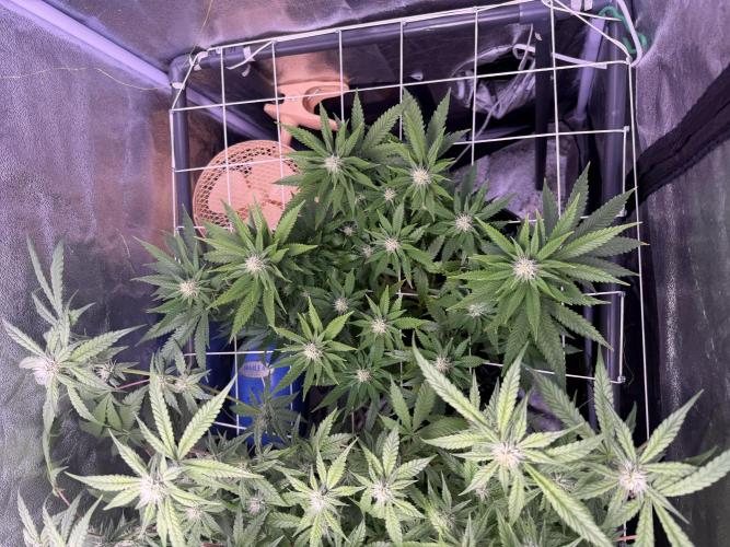 Mix  SL DWC 34 l /  GMOC Soil 12l 🌊vs??. Week 9