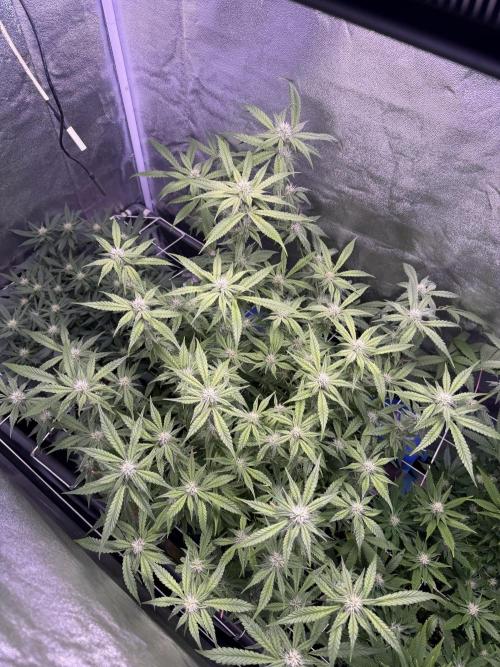 Mix  SL DWC 34 l /  GMOC Soil 12l 🌊vs??. Week 9