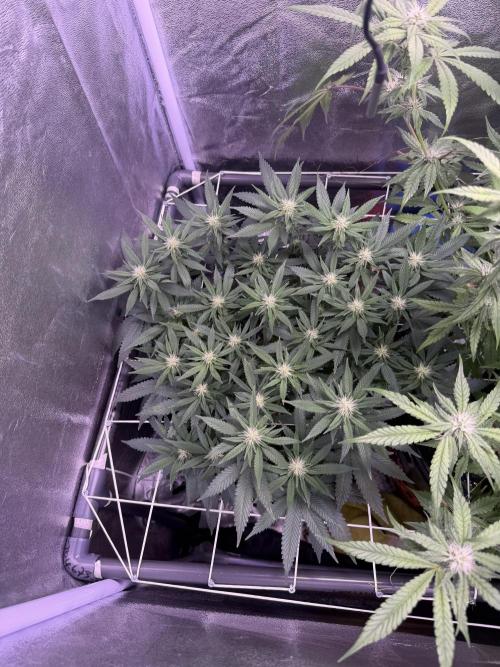 Mix  SL DWC 34 l /  GMOC Soil 12l 🌊vs??. Week 9