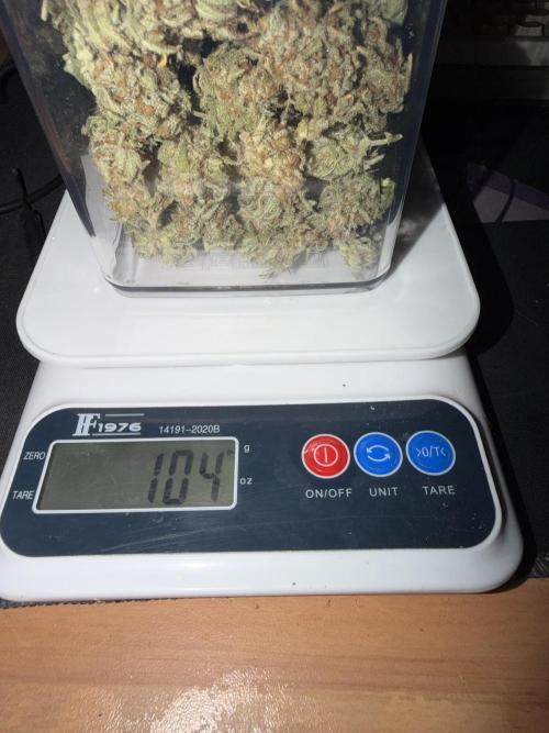 Amnesia Lemon  + Critical Widow. Week 13