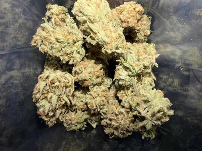 Amnesia Lemon  + Critical Widow. Week 13