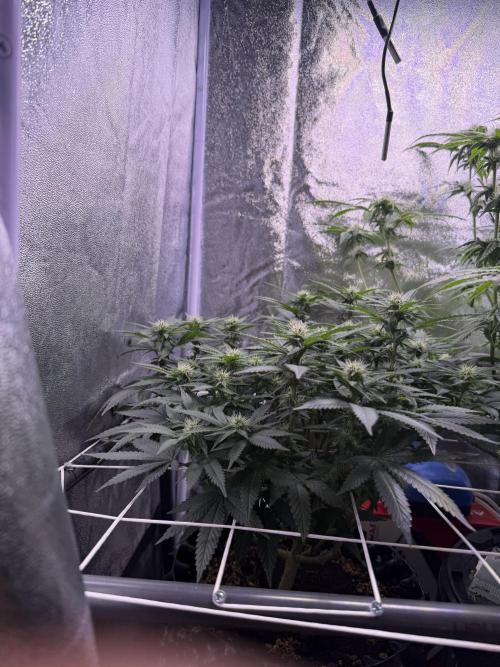 Mix  SL DWC 34 l /  GMOC Soil 12l 🌊vs??. Week 9