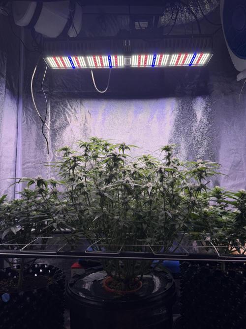 Mix  SL DWC 34 l /  GMOC Soil 12l 🌊vs??. Week 9