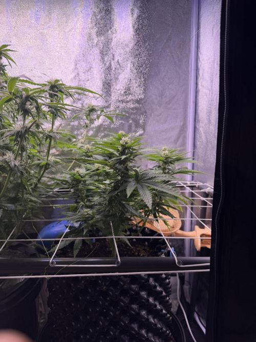 Mix  SL DWC 34 l /  GMOC Soil 12l 🌊vs??. Week 9
