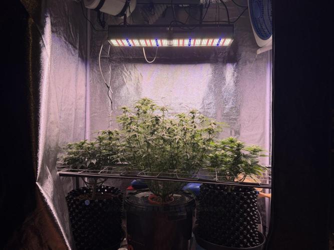 Mix  SL DWC 34 l /  GMOC Soil 12l 🌊vs??. Week 9