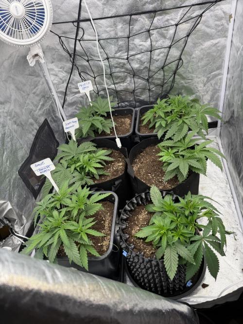 90x90 / 420 w / Mixed Strains. Week 4 - Day 25 (05 May)