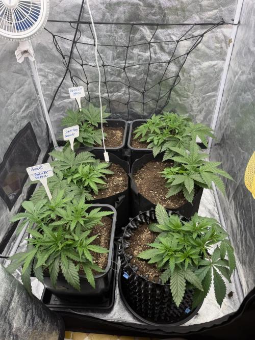 90x90 / 420 w / Mixed Strains. Week 4 - Day 27 ( 07 May)