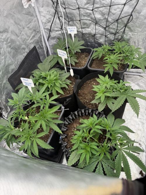90x90 / 420 w / Mixed Strains. Week 4 - Day 29 ( 09 May)