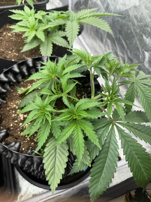 90x90 / 420 w / Mixed Strains. Week 4