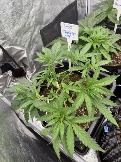 90x90 / 420 w / Mixed Strains. Week 4