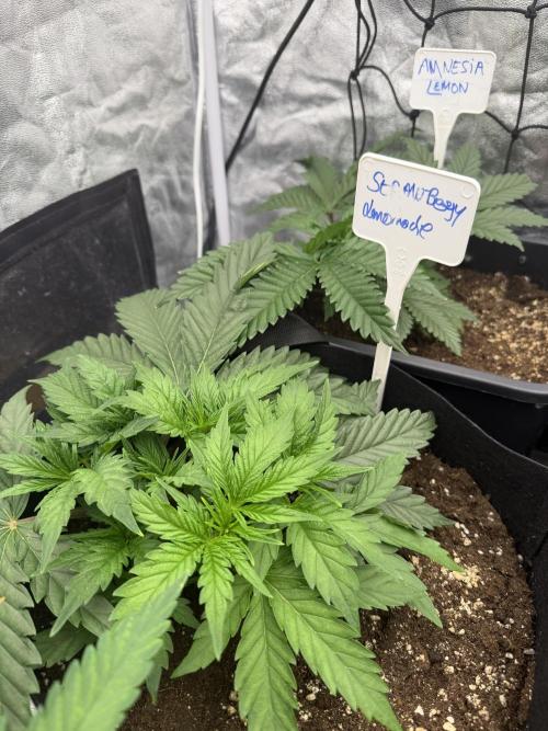 90x90 / 420 w / Mixed Strains. Week 4