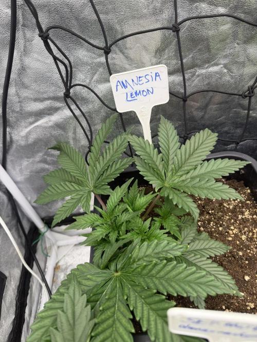 90x90 / 420 w / Mixed Strains. Week 4