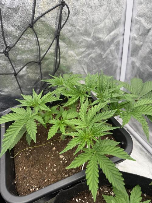 90x90 / 420 w / Mixed Strains. Week 4