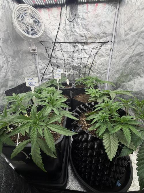 90x90 / 420 w / Mixed Strains. Week 4