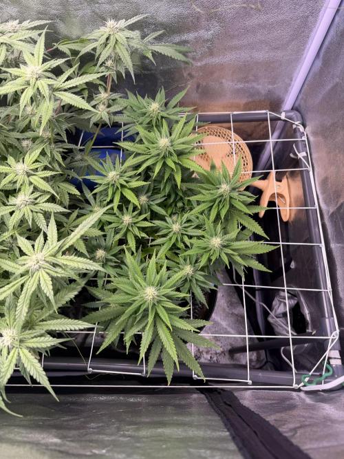Mix  SL DWC 34 l /  GMOC Soil 12l 🌊vs??. Week 9 - Day 65 (09 May)