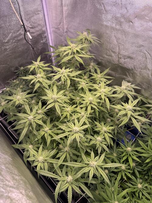 Mix  SL DWC 34 l /  GMOC Soil 12l 🌊vs??. Week 9